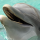 A dolphin is seen during day two of the 2010 Sony Ericsson Open at Miami Seaquarium on March 24, 2010 in Key Biscayne, Florida